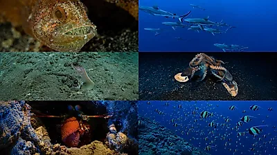 EBS 'Miracle of Ocean Circulation' Part 1, The Birth of Life and Fierce Survival... Airing on the 7th