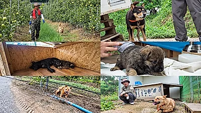 Retired Special Forces Soldier in Boeun, Chungbuk, Lives with 20 Jindo Dogs for 20 Years… EBS on the 12th at 10 PM