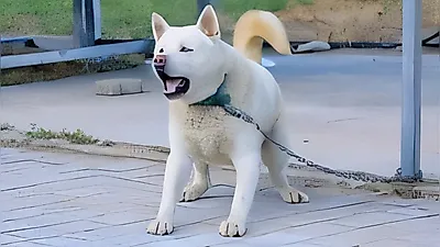 华川山村6只伴侣犬的激烈争斗，训犬师 Seol Chae-hyun 将提出怎样的关系修复方案