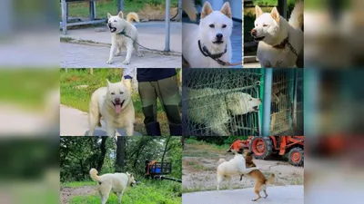 The brutal fights of six dogs in a mountain village of Hwacheon: What solution will trainer Seol…