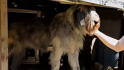 Six Insuam Hermitage Dog Bodhisattvas Go on Night Patrol to Confront Wild Boars at Bukhansan