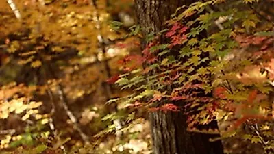 A 1.7 Million Won Mushroom and 1,500 Sparking Charcoal Bags: EBS's Five-Night Autumn Journey